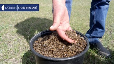 У селі Вербівка Кіровоградської області загинули більше двох мільйонів бджіл