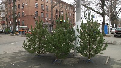 В Одесі стартував продаж новорічних дерев