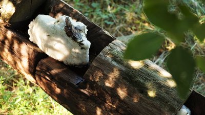 Люцерна, пшениця, ячмінь. На зиму заготовляють в лісгоспах Вінниччини Люцерна, пшениця, ячмінь. На зиму заготовляють в лісгоспах Вінниччини