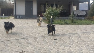 собаки собаки