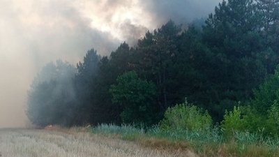 В Одеській області горить лісовий масив В Одеській області горить лісовий масив