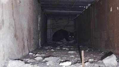 У Кам'янському надзвичайники врятували кота, який провалився у вентиляцію