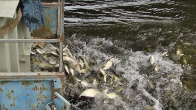Зариблення Зариблення