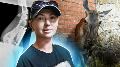 Чому одеську оленицю Мілу з переломом перевезли на реабілітацію до Миколаївщини