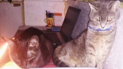 Коти на «робочому місці»