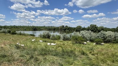 Природа Кіровоградщини. Добровеличківська громада