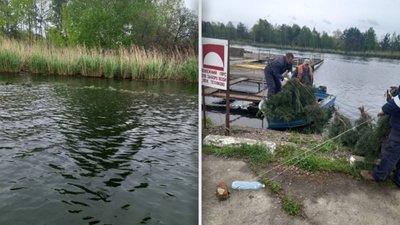 Нерестові гнізда, водойма-охолоджувач АЕС Нерестові гнізда, водойма-охолоджувач АЕС