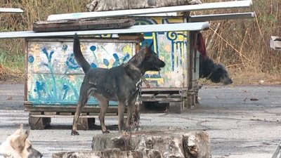 У Сумах влаштують фестиваль, аби знайти дім собакам