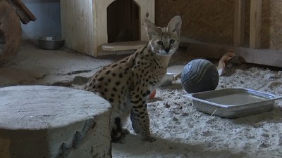 В екопарку біля Полтави вигодували сервалів, від яких відмовилася мати