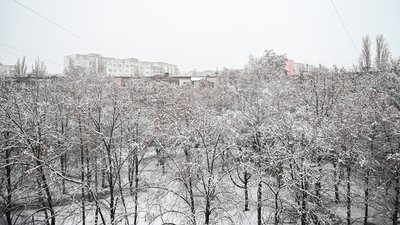 Дерева в снігу