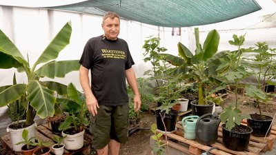 Банан, ананас: родина переселенців вирощує півтори сотні рослин на Кіровоградщині