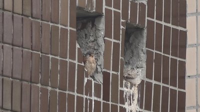 На даху багатоповерівки в Тернополі оселилися боривітри На даху багатоповерівки в Тернополі оселилися боривітри