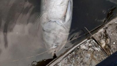 "Риба помирає від старості", - Тарас Слободян про фото з мертвою рибою на озері "Риба помирає від старості", - Тарас Слободян про фото з мертвою рибою на озері