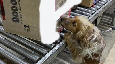 Собака львівських митників Тедді знайшов у посилках заборонені ліки