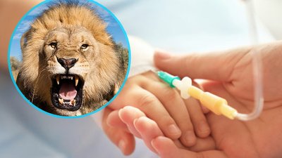 Що відомо про стан дитини після нападу лева у Котельві
