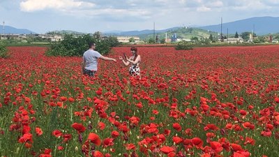 Макове поле на Закарпатті квітнутиме ще місяць Макове поле на Закарпатті квітнутиме ще місяць