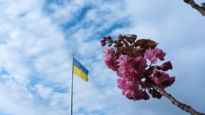 В Ужгороді квітне близько двох тисяч сакур В Ужгороді квітне близько двох тисяч сакур
