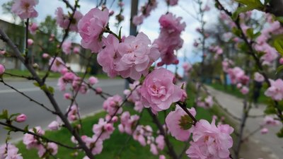 Сакура у Харкові