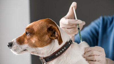 У Мукачеві три дні безкоштовно вакцинуватимуть котів і собак від сказу