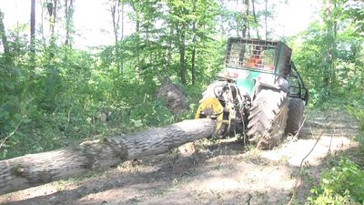 У лісництві на Житомирщині почали розчищати ділянки лісу, пошкоджені смерчем