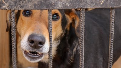 Волонтери з Польщі привезли допомогу у притулок для тварин "Дім Сірка" на Франківщину Волонтери з Польщі привезли допомогу у притулок для тварин "Дім Сірка" на Франківщину