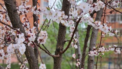 Заморозки вночі та хмарність вдень: погода на Сумщині на вихідних