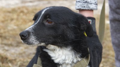 Викинули собаку, бо набридла. Історії безпритульних чернівецьких тварин, які чекають на господаря Викинули собаку, бо набридла. Історії безпритульних чернівецьких тварин, які чекають на господаря