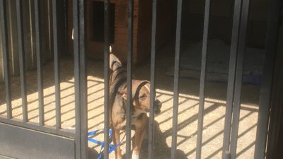 У Житомирі виходжують п'ять собак з Бородянки, які місяць перебували під обстрілами без води та їжі У Житомирі виходжують п'ять собак з Бородянки, які місяць перебували під обстрілами без води та їжі