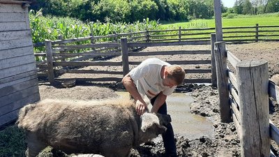 Вухаті пухнастики. На Луганщині переселенець вирощує кучерявих свиней Вухаті пухнастики. На Луганщині переселенець вирощує кучерявих свиней