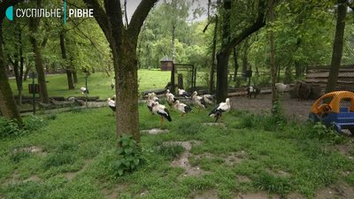 У Рівненському зоопарку лелеки в неволі вивели пташенят У Рівненському зоопарку лелеки в неволі вивели пташенят