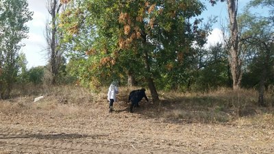 На Кіровоградщині вручну розкладають приманки від сказу для диких тварин На Кіровоградщині вручну розкладають приманки від сказу для диких тварин