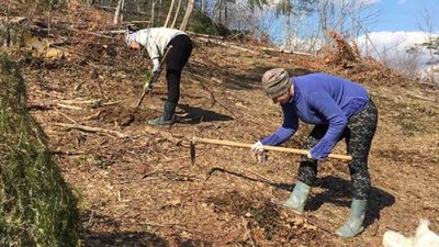В Осмолодському лісгоспі на Прикарпатті висадили понад 40 тис сіянців лісу
