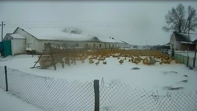 Двір птахофабрики, яку перевіряли інспектори Держпродспоживслужби