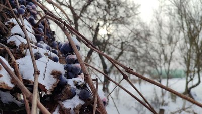 Виноград під снігом