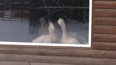 Як готуються до похолодання у Рівненському зоопарку Як готуються до похолодання у Рівненському зоопарку