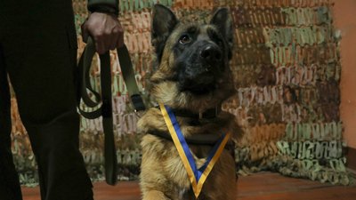 "За віддану службу". На Миколаївщині нагородили гвардійську вівчарку Емму "За віддану службу". На Миколаївщині нагородили гвардійську вівчарку Емму