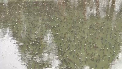 Чому в акваторії Каховського водосховища масово гине риба