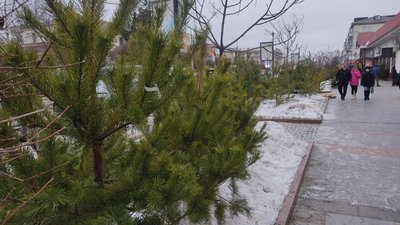 Працівники лісомисливських господарств Житомирщини підготували до продажу 250 тисяч ялин та сосен