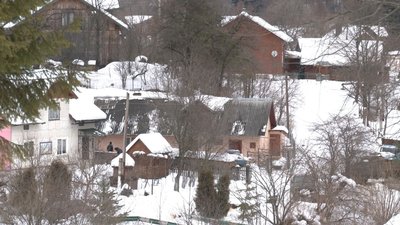 "Їдять городину та сіно". У селі на Львівщині зубри заходять на приватні обійстя "Їдять городину та сіно". У селі на Львівщині зубри заходять на приватні обійстя