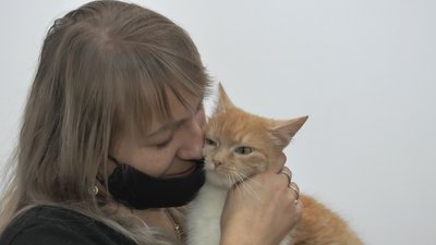 Близько сотні безпритульних котів перебувають у Домі Сірка у Франківську Близько сотні безпритульних котів перебувають у Домі Сірка у Франківську