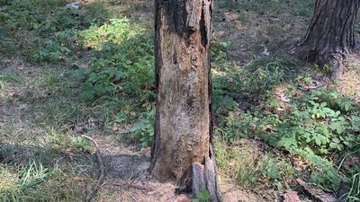 У Гідропарку Житомира планують зрізати 64 дерева