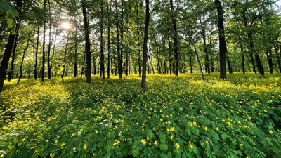 Парк «Перемоги» Черкаси