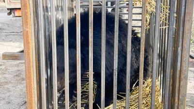 До притулку на Львівщині привезли ведмедів з Київщини До притулку на Львівщині привезли ведмедів з Київщини
