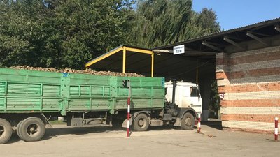 На Волині триває сезон заготівлі цукрових буряків: які прогнози На Волині триває сезон заготівлі цукрових буряків: які прогнози