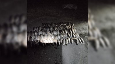 На Чернігівщині виявили браконьєра