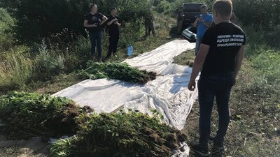 На Одещині серед очерету знайшли плантації коноплі вартістю $500 тисяч – ДПСУ На Одещині серед очерету знайшли плантації коноплі вартістю $500 тисяч – ДПСУ