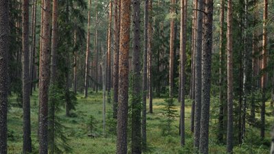 Ліс, дерева