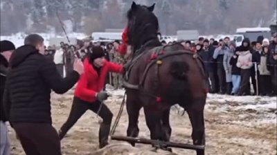 Коні Бойківщини, суд, організатор, фестиваль, Франківщина