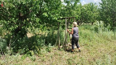 На ринках Кіровоградщини подешевшала черешня. Яка вартість і звідки привозять На ринках Кіровоградщини подешевшала черешня. Яка вартість і звідки привозять