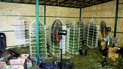 На прикордонні Чернігівщини виявили плантацію конопель площею у два гектари: поліція затримала підозрюваних На прикордонні Чернігівщини виявили плантацію конопель площею у два гектари: поліція затримала підозрюваних